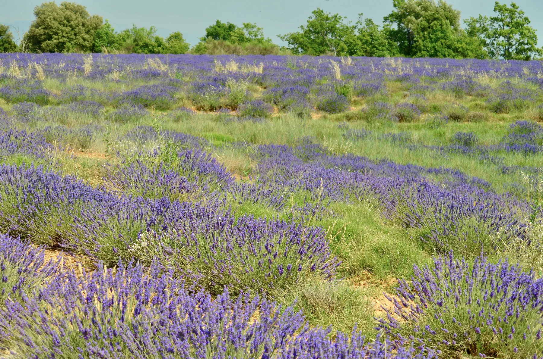 Lavande près d’Apt, dans le Luberon